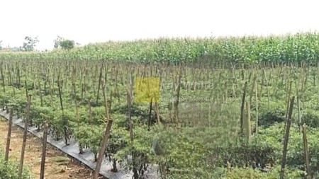 Dijual tanah lokais Tegineneng Pesawaran area perkebunan 60ribu per meter nego