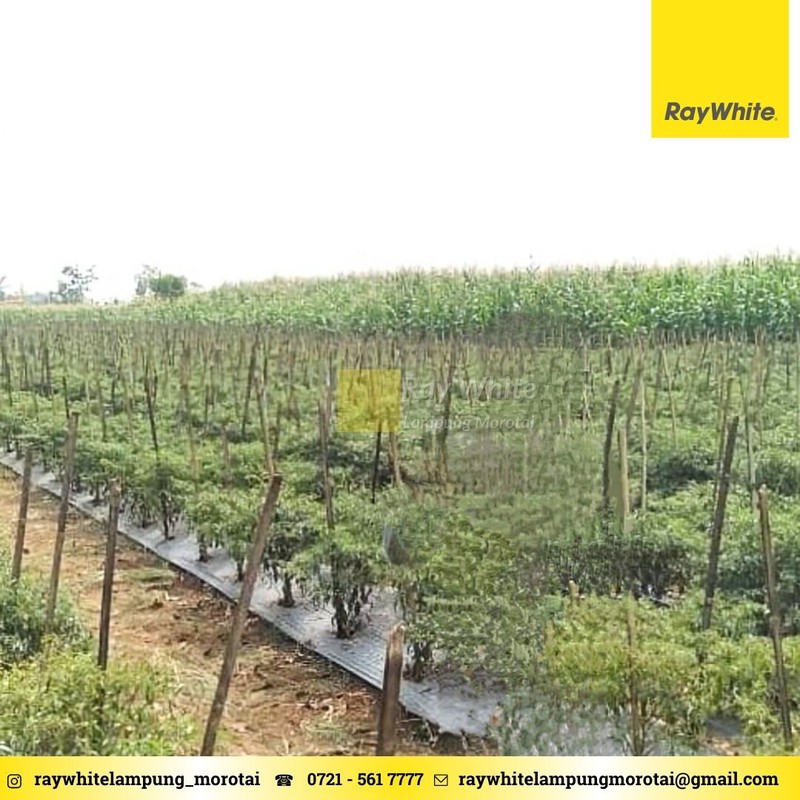 Dijual tanah lokais Tegineneng Pesawaran area perkebunan 60ribu per meter nego