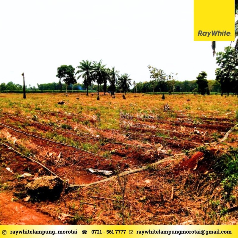 Dijual tanah lokais Tegineneng Pesawaran area perkebunan 60ribu per meter nego