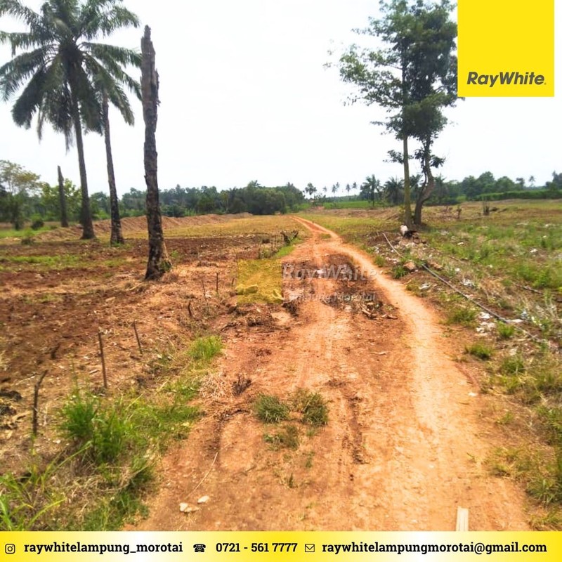 Dijual tanah lokais Tegineneng Pesawaran area perkebunan 60ribu per meter nego
