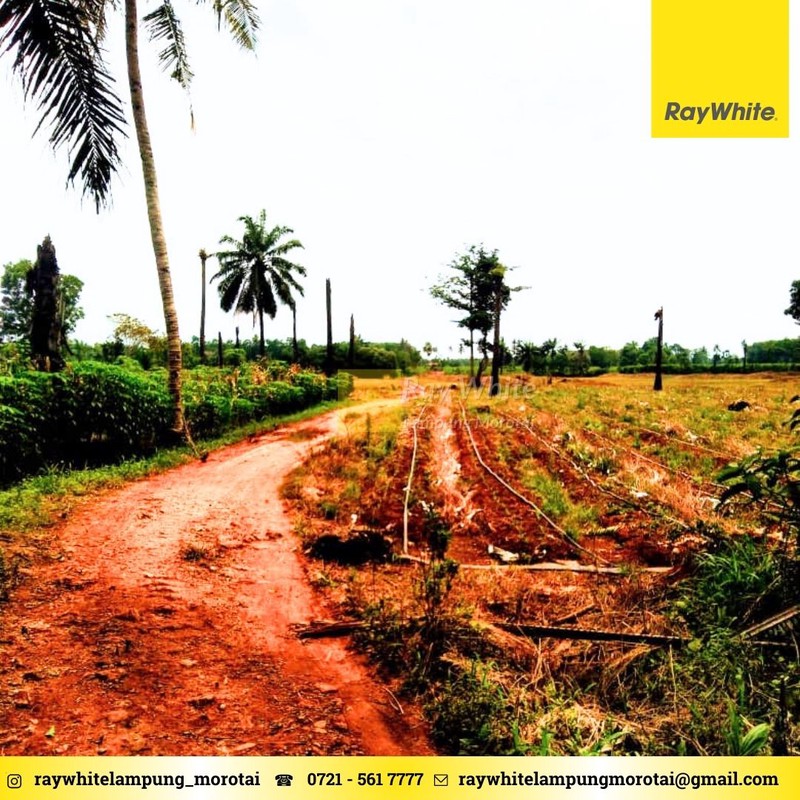 Dijual tanah lokais Tegineneng Pesawaran area perkebunan 60ribu per meter nego