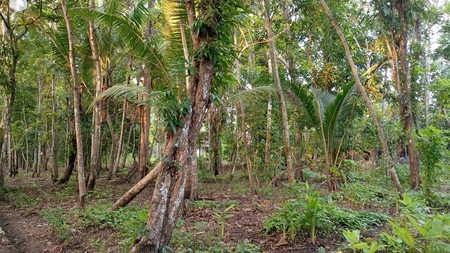 Dijual Tanah Lokasi Strategis di Kulon Progo, Daerah Istimewa Yogyakarta, Jawa Tengah