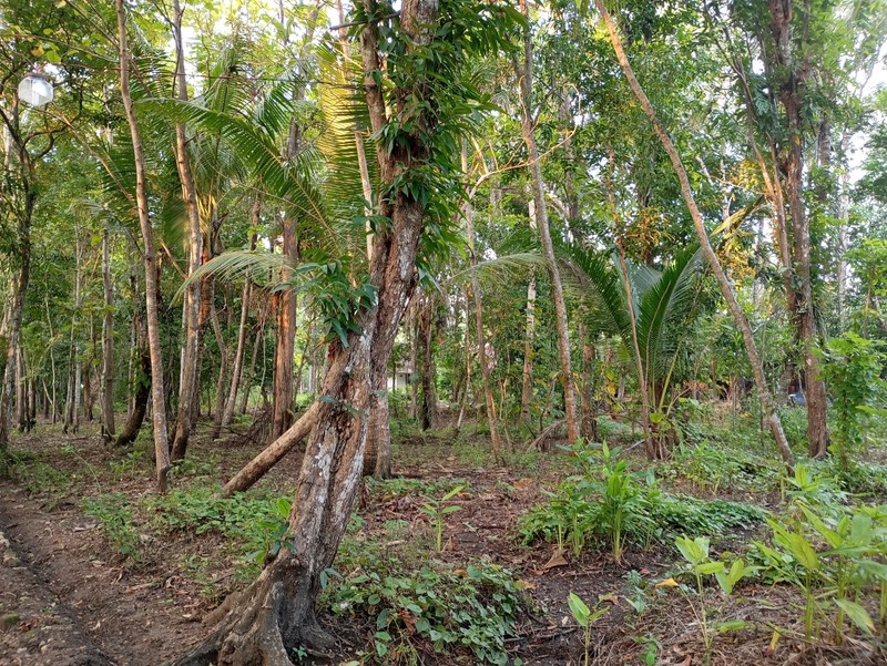 Dijual Tanah Lokasi Strategis di Kulon Progo, Daerah Istimewa Yogyakarta, Jawa Tengah