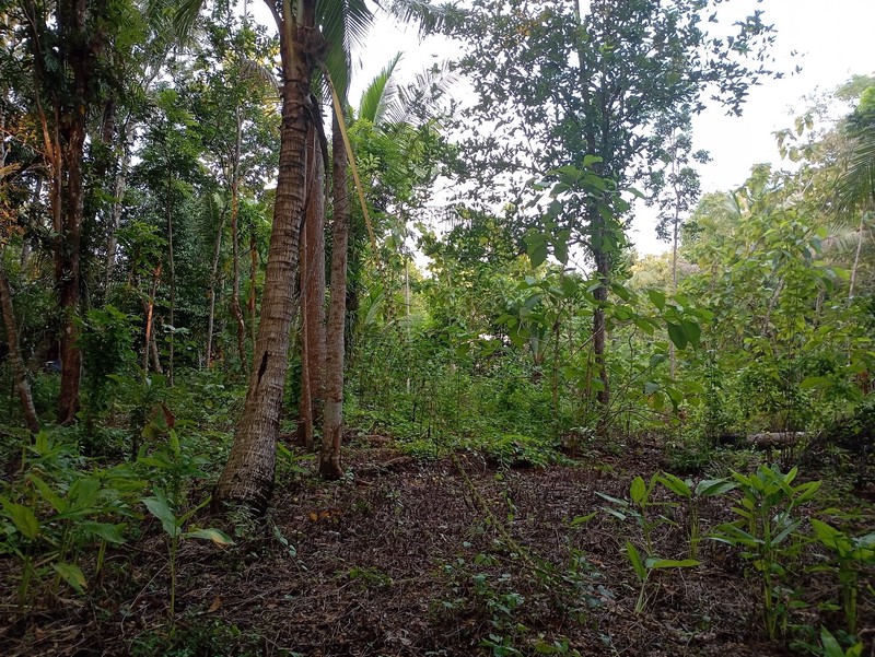 Dijual Tanah Lokasi Strategis di Kulon Progo, Daerah Istimewa Yogyakarta, Jawa Tengah