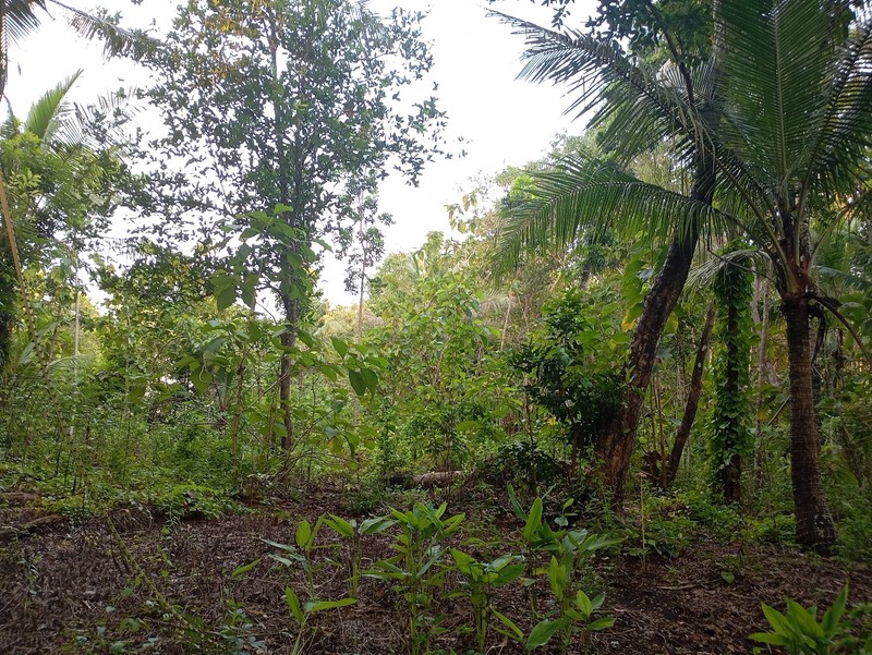 Dijual Tanah Lokasi Strategis di Kulon Progo, Daerah Istimewa Yogyakarta, Jawa Tengah