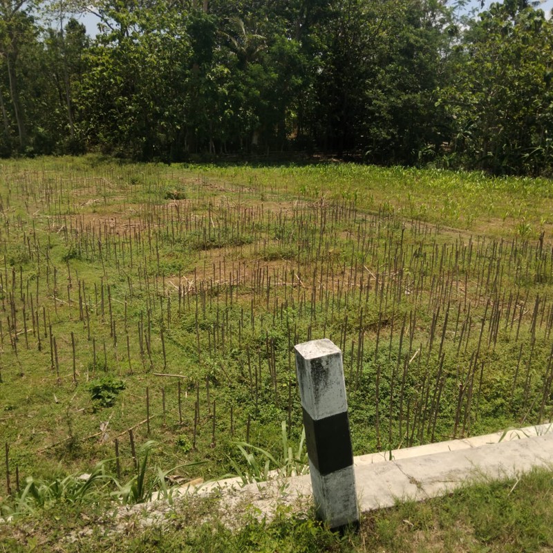 Tanah Pertanian Luas 706 Meter Persegi Lokasi Pundong Bantul 