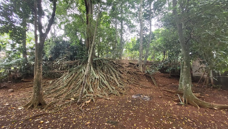 Jual Cepat Tanah Kebun di Sawangan, Depok