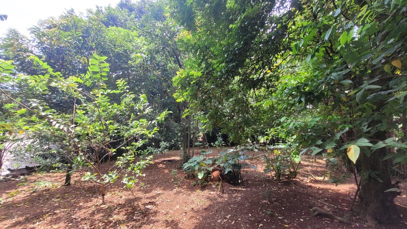 Jual Cepat Tanah Kebun di Sawangan, Depok