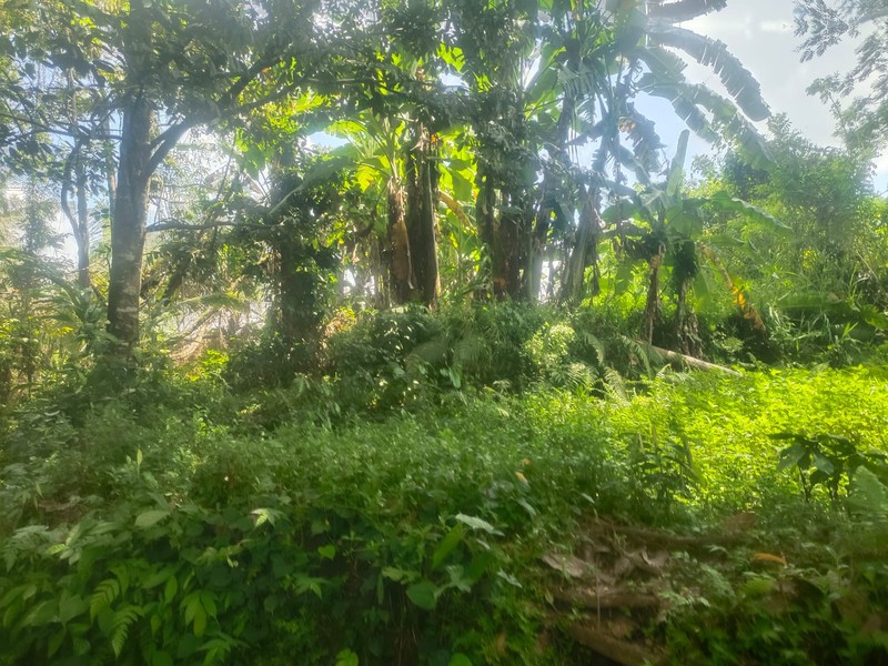 Land Freehold In Great Area Gianyar Bali