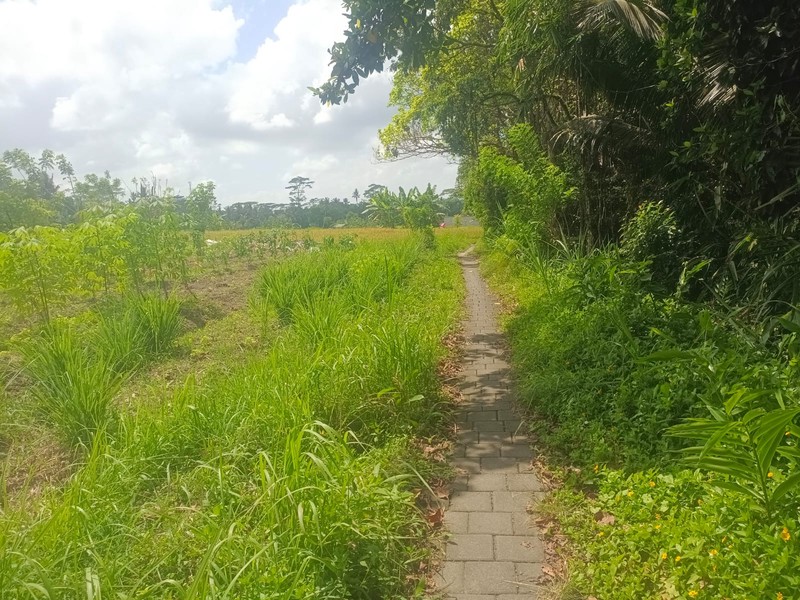 Land Freehold In Great Area Gianyar Bali
