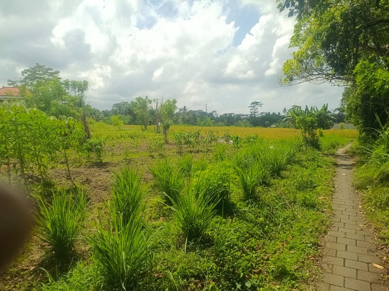 Land Freehold In Great Area Gianyar Bali