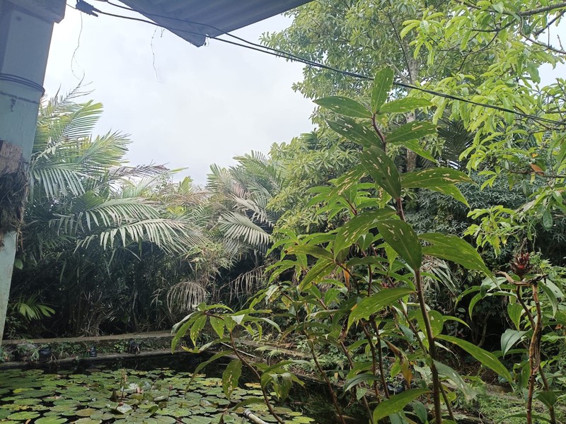 Tanah 24600 Meter Persegi Cocok Untuk Homestay/Glamping, Wonokerto, Turi