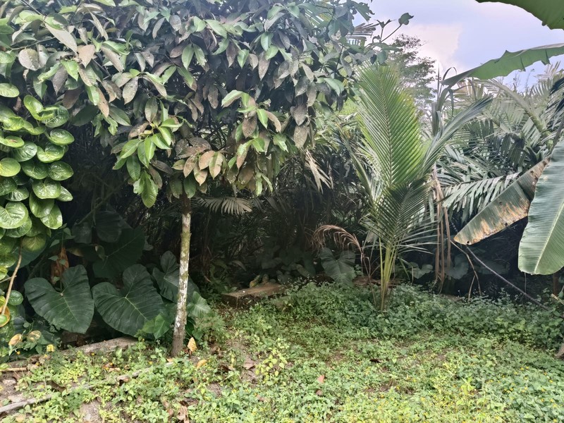 Tanah 24600 Meter Persegi Cocok Untuk Homestay/Glamping, Wonokerto, Turi