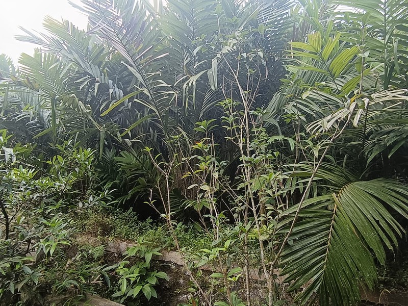 Tanah 24600 Meter Persegi Cocok Untuk Homestay/Glamping, Wonokerto, Turi