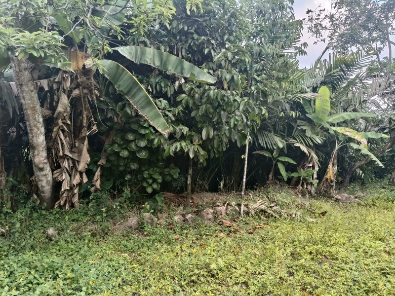 Tanah 24600 Meter Persegi Cocok Untuk Homestay/Glamping, Wonokerto, Turi