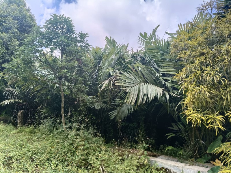 Tanah 24600 Meter Persegi Cocok Untuk Homestay/Glamping, Wonokerto, Turi