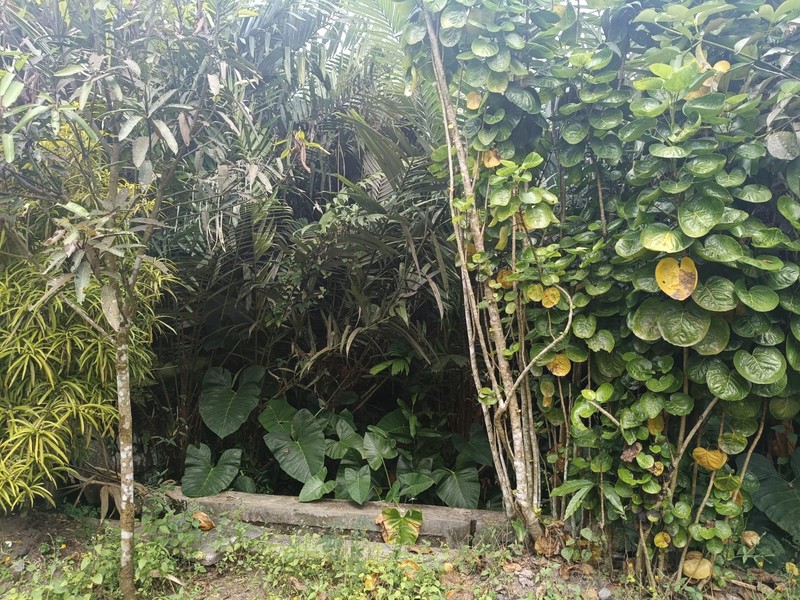 Tanah 24600 Meter Persegi Cocok Untuk Homestay/Glamping, Wonokerto, Turi