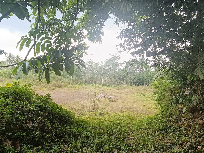 Tanah 24600 Meter Persegi Cocok Untuk Homestay/Glamping, Wonokerto, Turi