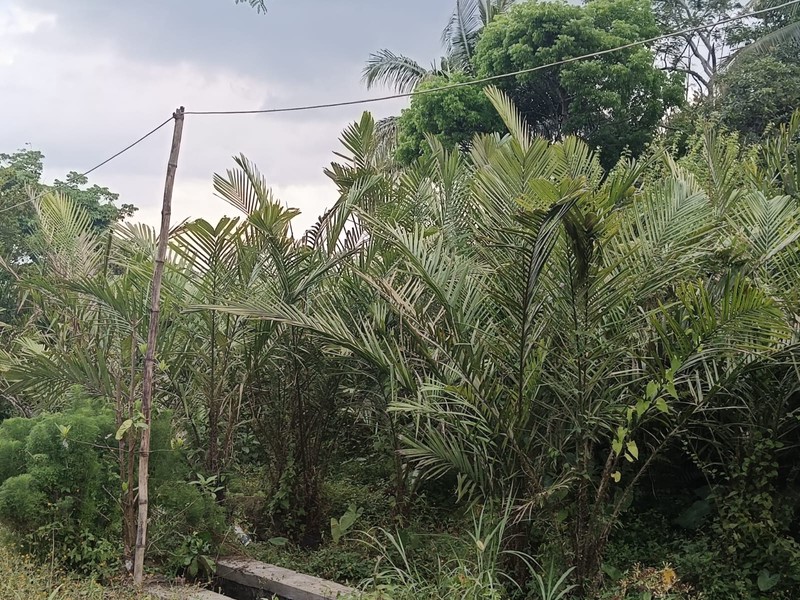 Tanah 24600 Meter Persegi Cocok Untuk Homestay/Glamping, Wonokerto, Turi