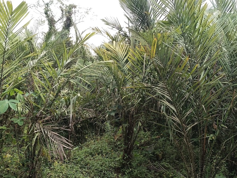 Tanah 24600 Meter Persegi Cocok Untuk Homestay/Glamping, Wonokerto, Turi