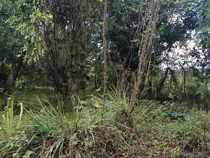 Tanah 24600 Meter Persegi Cocok Untuk Homestay/Glamping, Wonokerto, Turi