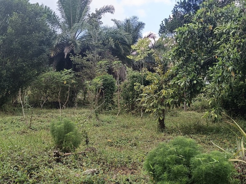 Tanah 24600 Meter Persegi Cocok Untuk Homestay/Glamping, Wonokerto, Turi