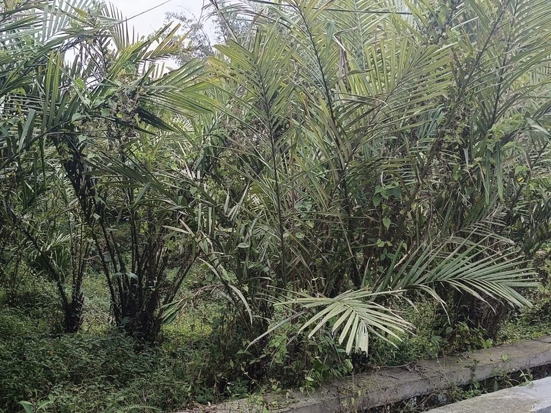 Tanah 24600 Meter Persegi Cocok Untuk Homestay/Glamping, Wonokerto, Turi