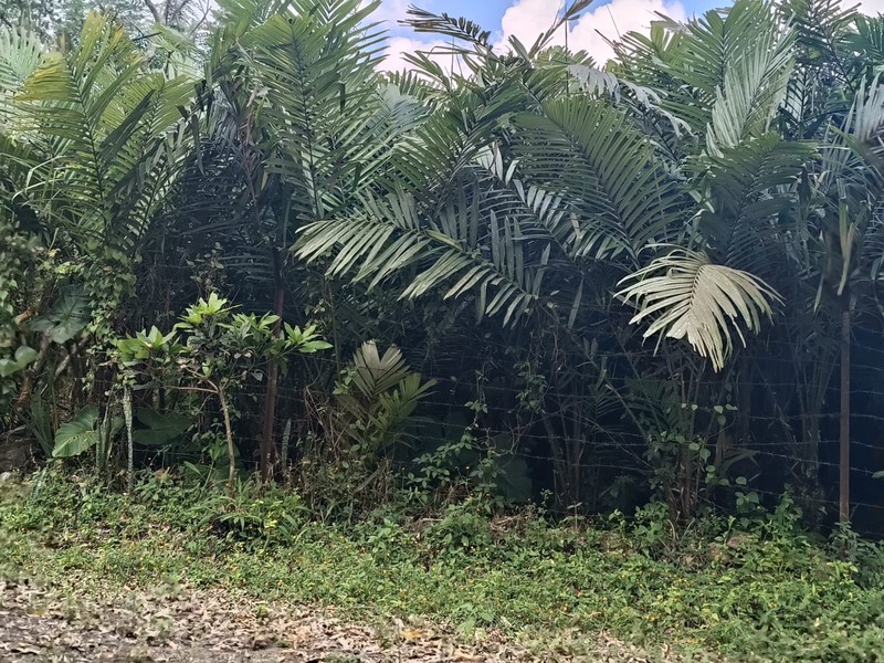 Tanah 24600 Meter Persegi Cocok Untuk Homestay/Glamping, Wonokerto, Turi