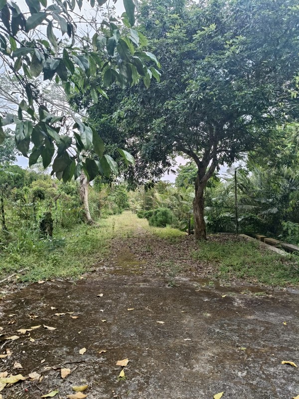 Tanah 24600 Meter Persegi Cocok Untuk Homestay/Glamping, Wonokerto, Turi