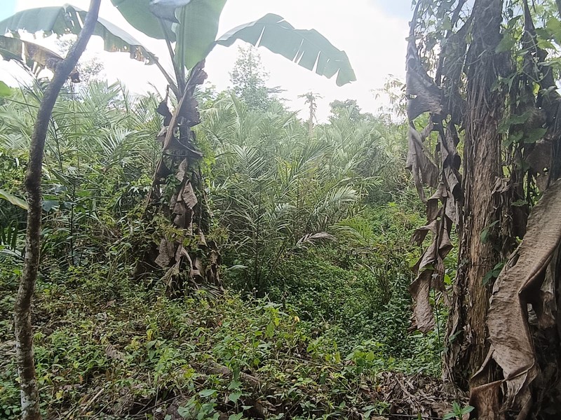 Tanah 24600 Meter Persegi Cocok Untuk Homestay/Glamping, Wonokerto, Turi