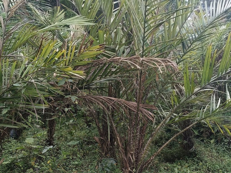 Tanah 24600 Meter Persegi Cocok Untuk Homestay/Glamping, Wonokerto, Turi