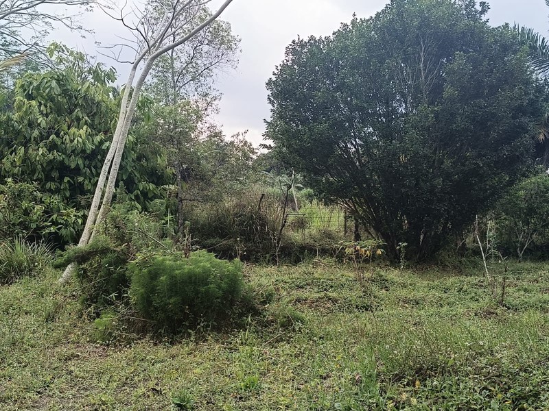 Tanah 24600 Meter Persegi Cocok Untuk Homestay/Glamping, Wonokerto, Turi