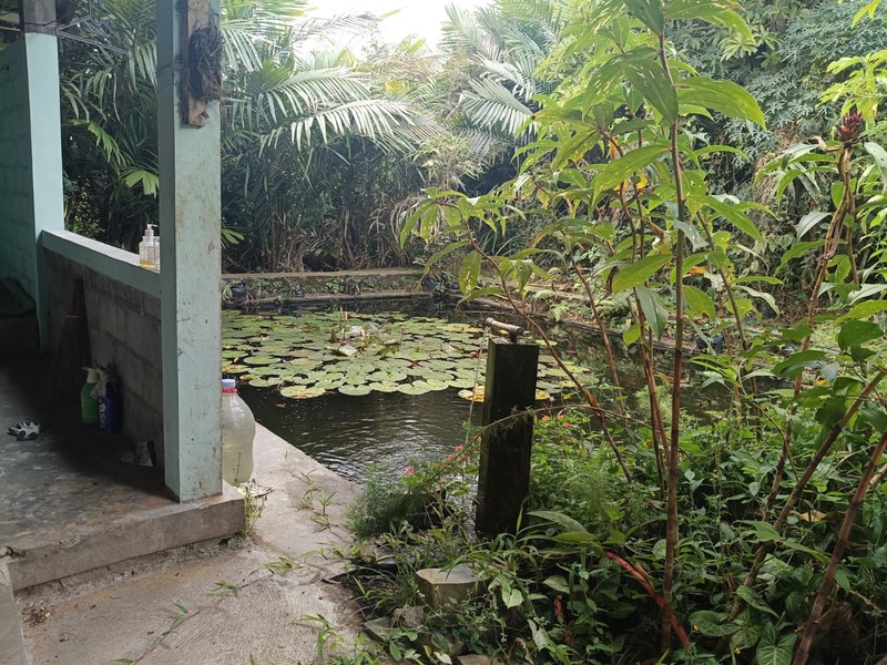 Tanah 24600 Meter Persegi Cocok Untuk Homestay/Glamping, Wonokerto, Turi