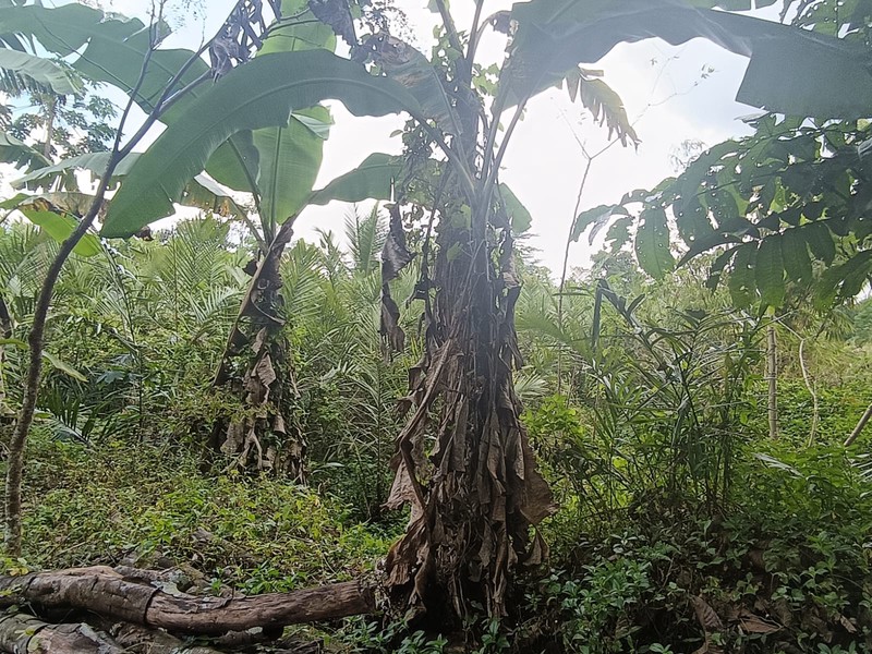 Tanah 24600 Meter Persegi Cocok Untuk Homestay/Glamping, Wonokerto, Turi