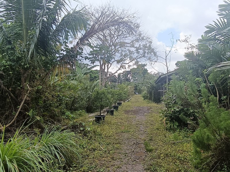 Tanah 24600 Meter Persegi Cocok Untuk Homestay/Glamping, Wonokerto, Turi