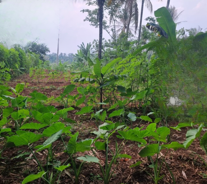 Dijual Tanah Siap Bangun di Cianjur