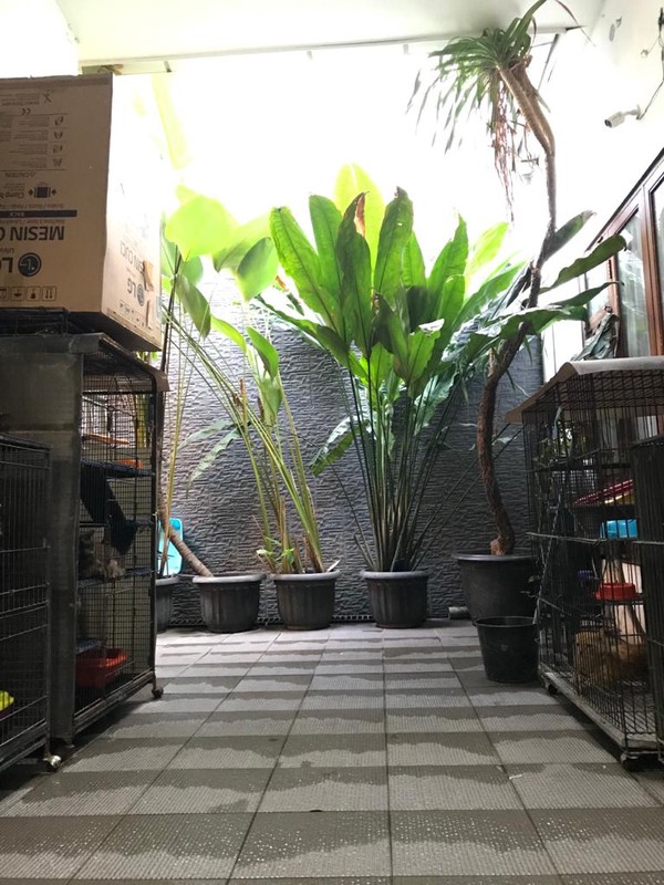 Rumah Siap Huni, Bangunan Minimalis, dan Hunian Nyaman @Puyuh Barat, Bintaro