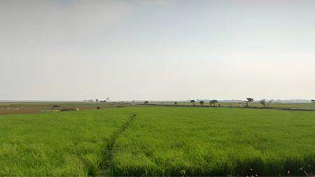 Tanah Luas di Tangkolak Karawang, dekat Cilamaya Rengasdengklok 
