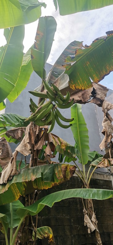 RUMAH DENGAN LT  302 sqm ADA KEBUN