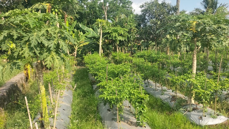 Tanah Bonus Bangunan Kost Lokasi Strategis Dekat Kampus UII - Pakem Sleman 