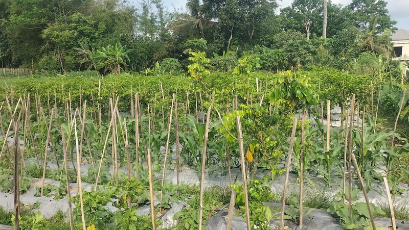 Tanah Bonus Bangunan Kost Lokasi Strategis Dekat Kampus UII - Pakem Sleman 
