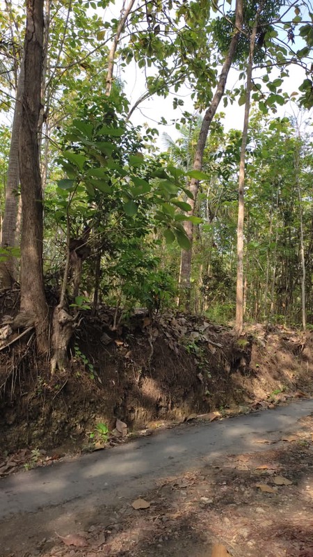 Investasi Tanah 103 Meter Persegi, Lokasi Dekat Jiwajawi Jogjakarta