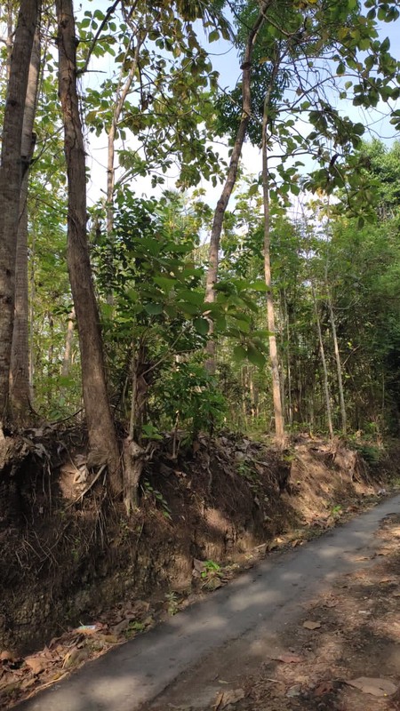 Investasi Tanah 103 Meter Persegi, Lokasi Dekat Jiwajawi Jogjakarta