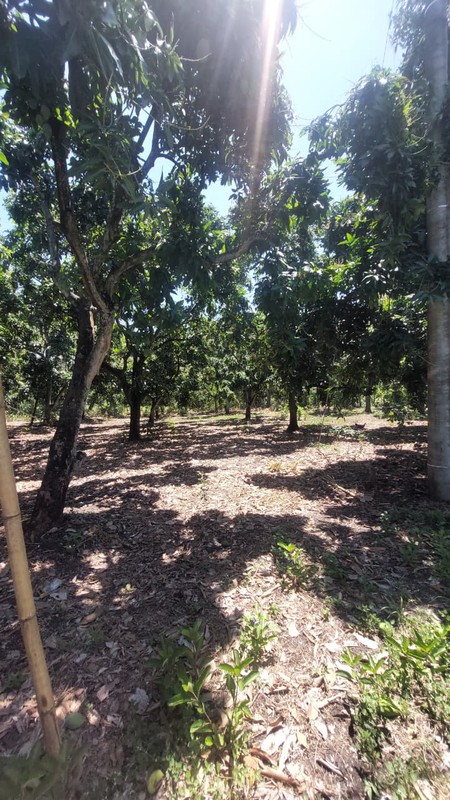 Tanah Dijual di Pasuruan Jawa Timur Luas 2005m² SHM