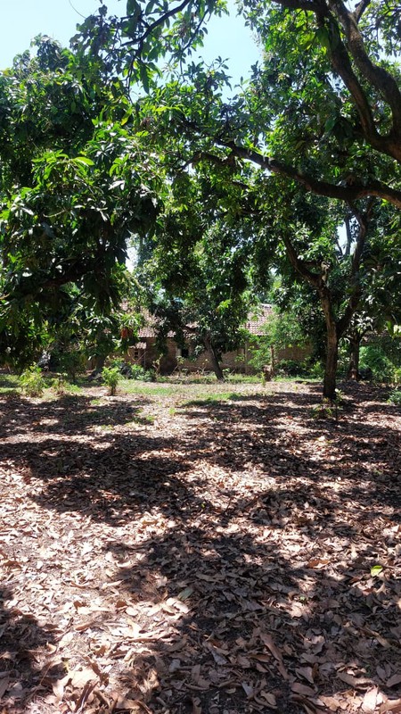 Tanah Dijual di Pasuruan Jawa Timur Luas 2005m² SHM