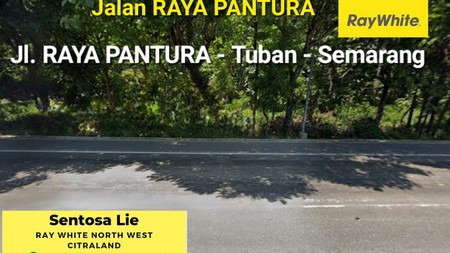 Dijual 5500 m2 Tanah Nol Jalan Raya Pantura Tuban - Semarang - Strategis Lokasi Cocok Buat Segala Usaha , SPBU dll