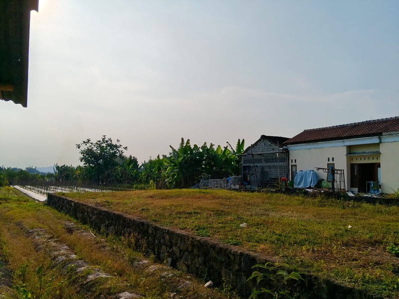 Tanah Sawah Di Jetak, Sidokarto, Godean, Sleman, Yogyakarta 