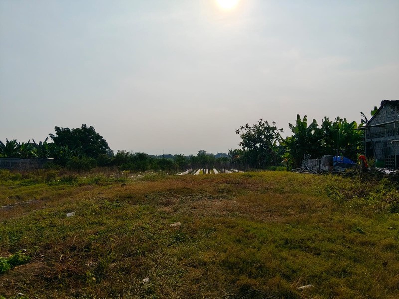 Tanah Sawah Di Jetak, Sidokarto, Godean, Sleman, Yogyakarta 