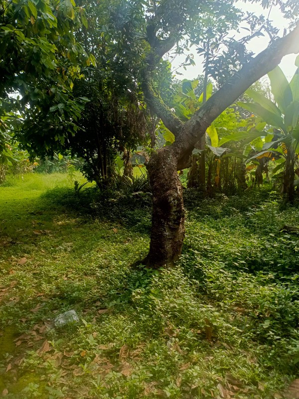 Dijual Tanah Lokasi Di Jl. Sadar, Jagakarsa, Jakarta Selatan
