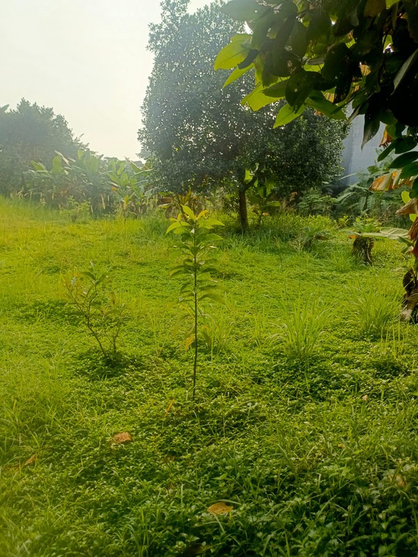Dijual Tanah Lokasi Di Jl. Sadar, Jagakarsa, Jakarta Selatan